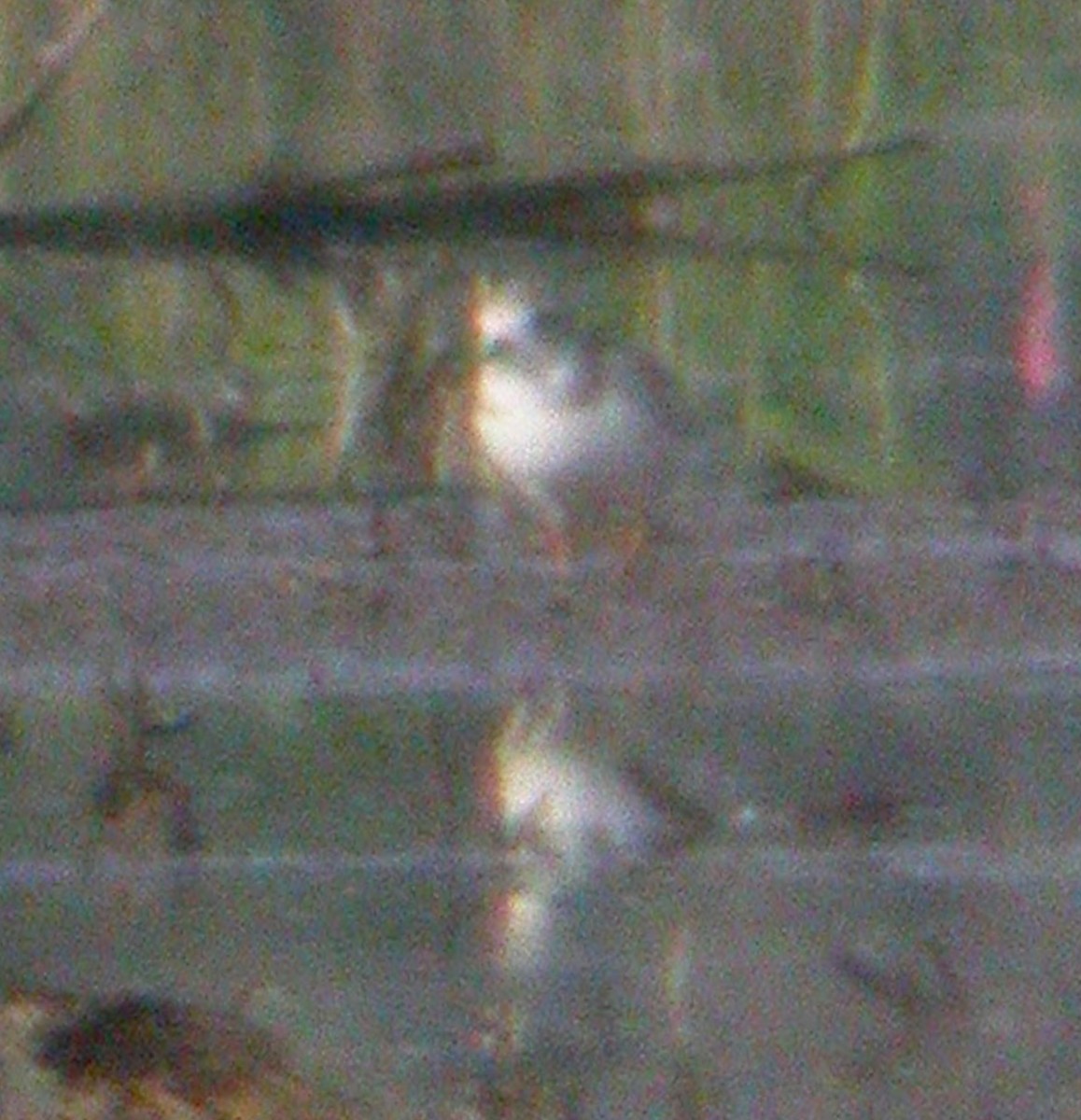 Piping Plover - ML616371497