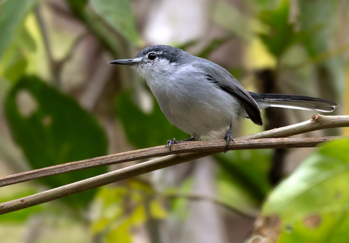 White-lored Gnatcatcher - ML616371500