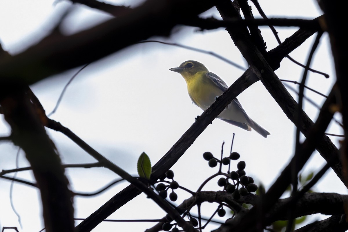 Yellow-throated Vireo - Lars Petersson | My World of Bird Photography