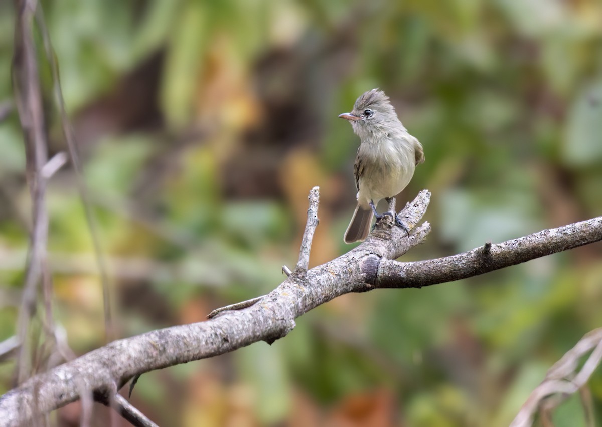 Northern Beardless-Tyrannulet - ML616371524