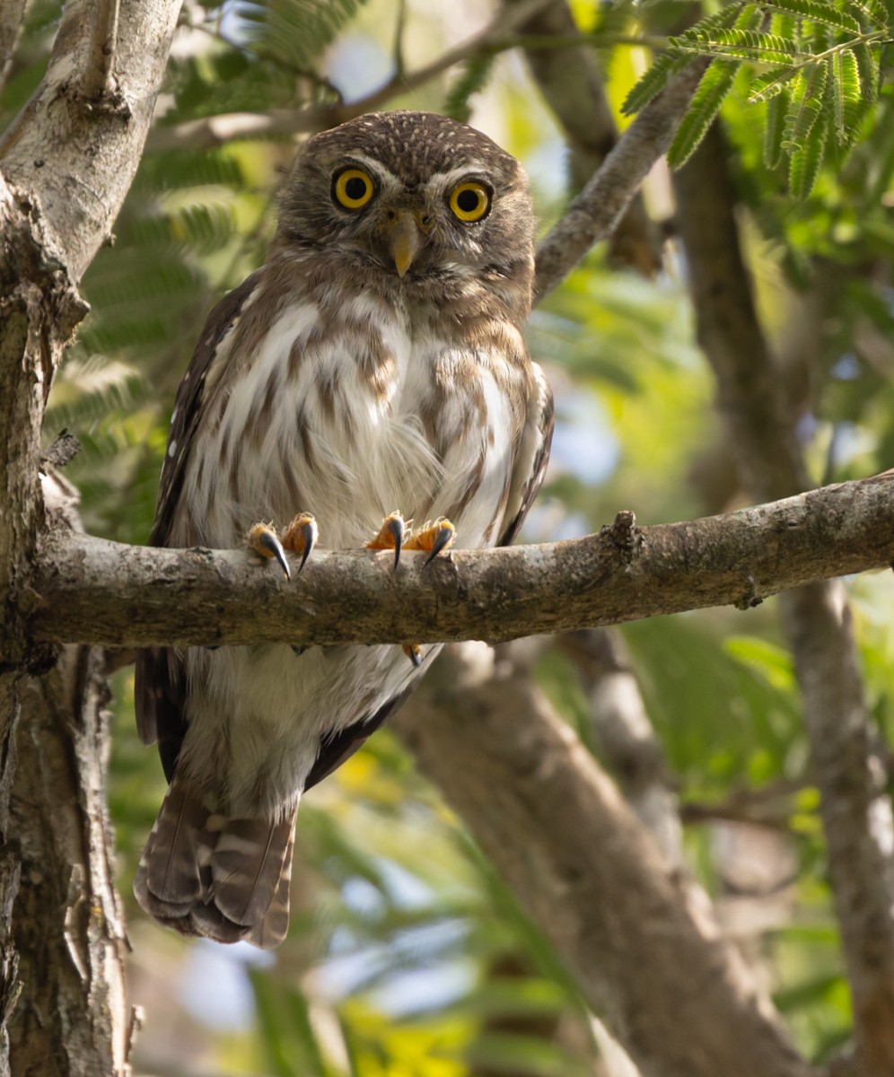 Ferruginous Pygmy-Owl (Ferruginous) - Lars Petersson | My World of Bird Photography