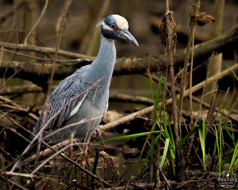 Yellow-crowned Night Heron - ML616371590