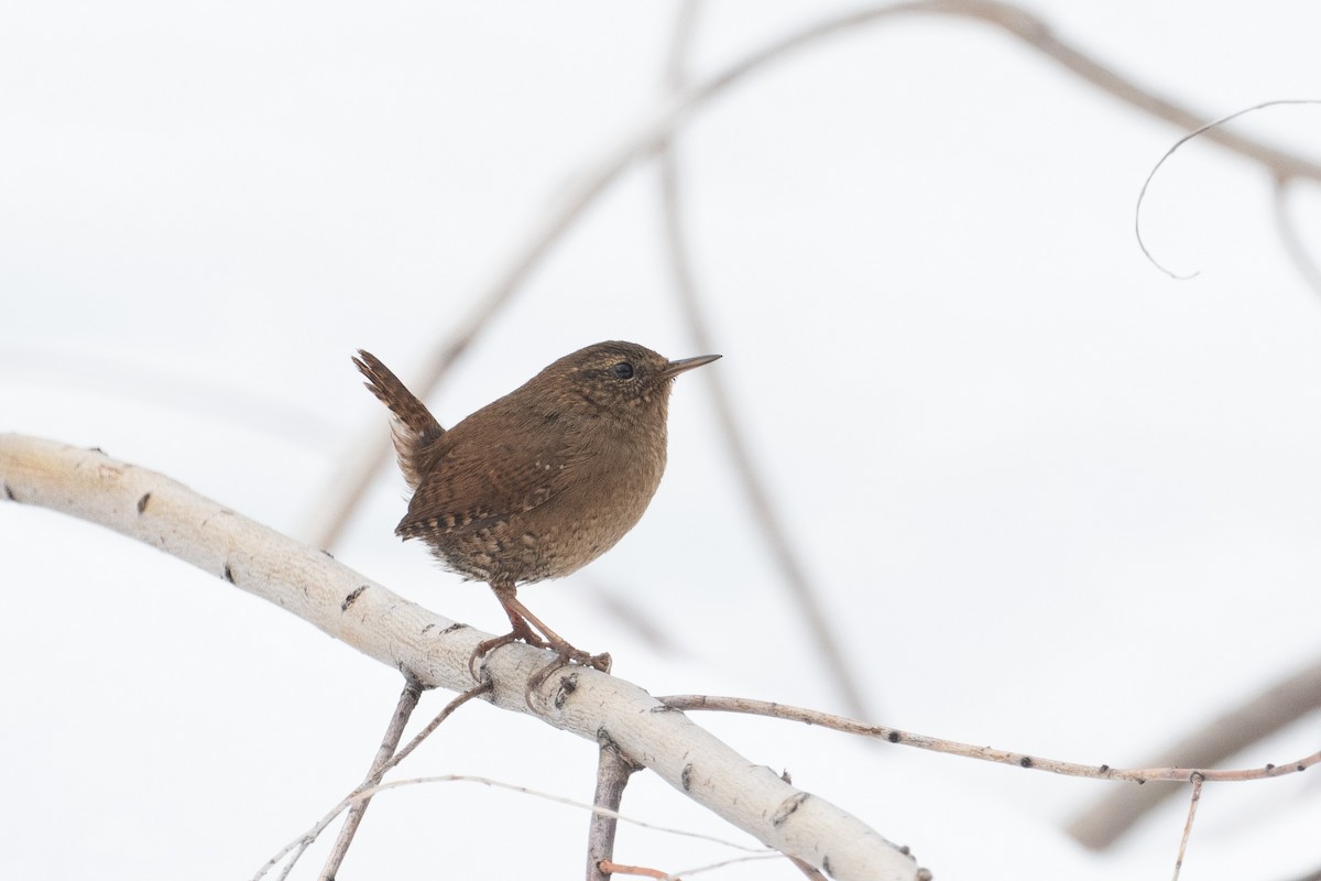 Pacific Wren - Brandon Nidiffer