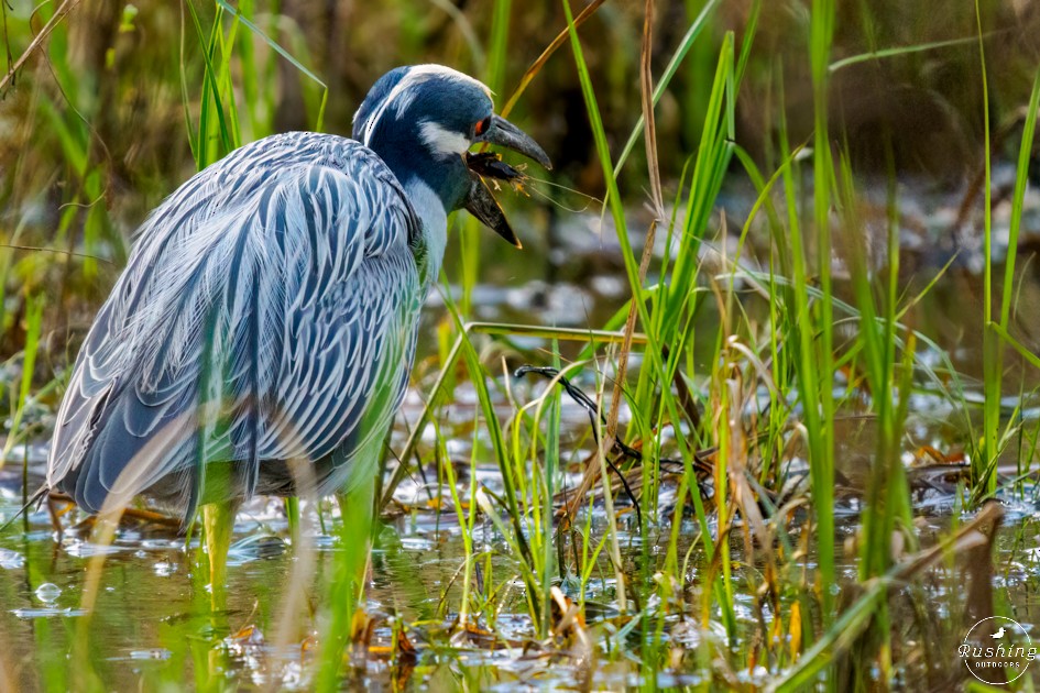 Yellow-crowned Night Heron - ML616371617