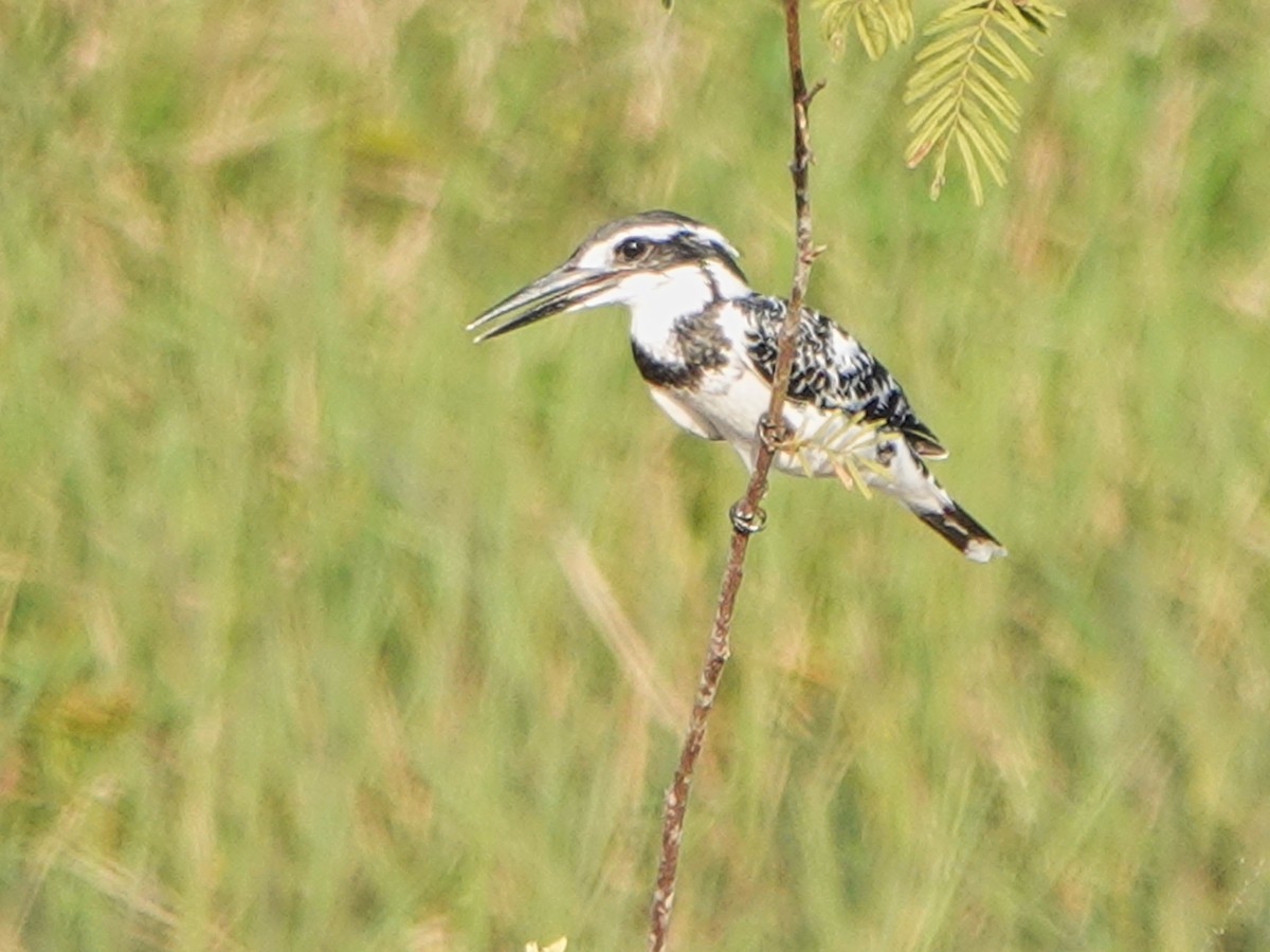 Pied Kingfisher - ML616371620