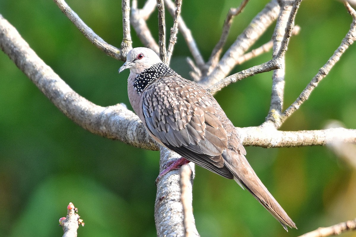 Spotted Dove - ML616371648