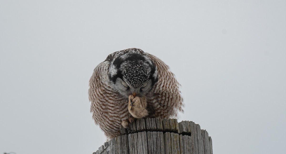 Northern Hawk Owl - ML616371664