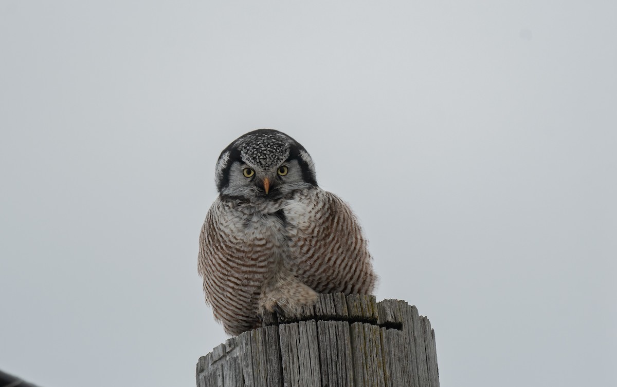 Northern Hawk Owl - ismael chavez