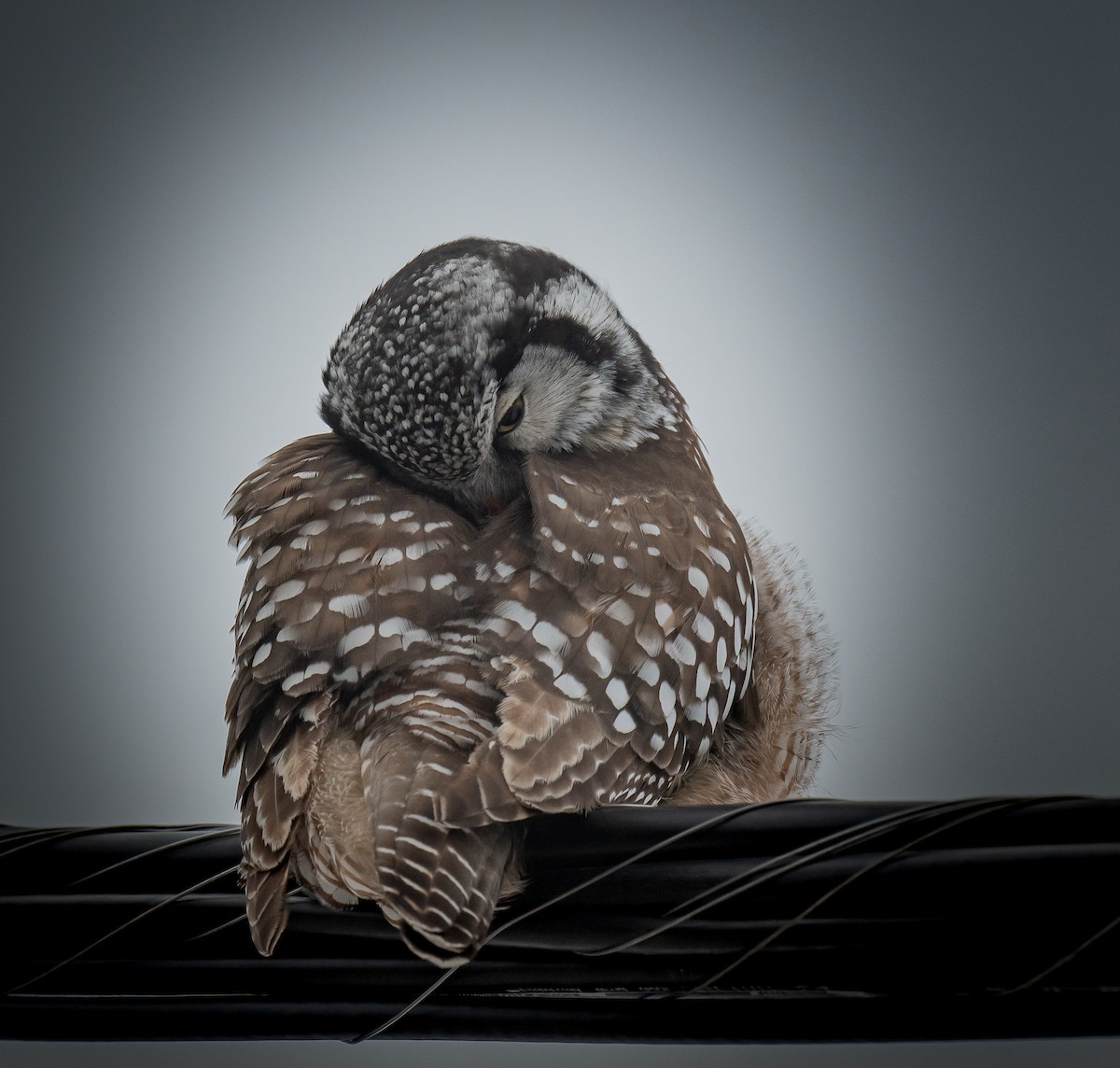 Northern Hawk Owl - ML616371666