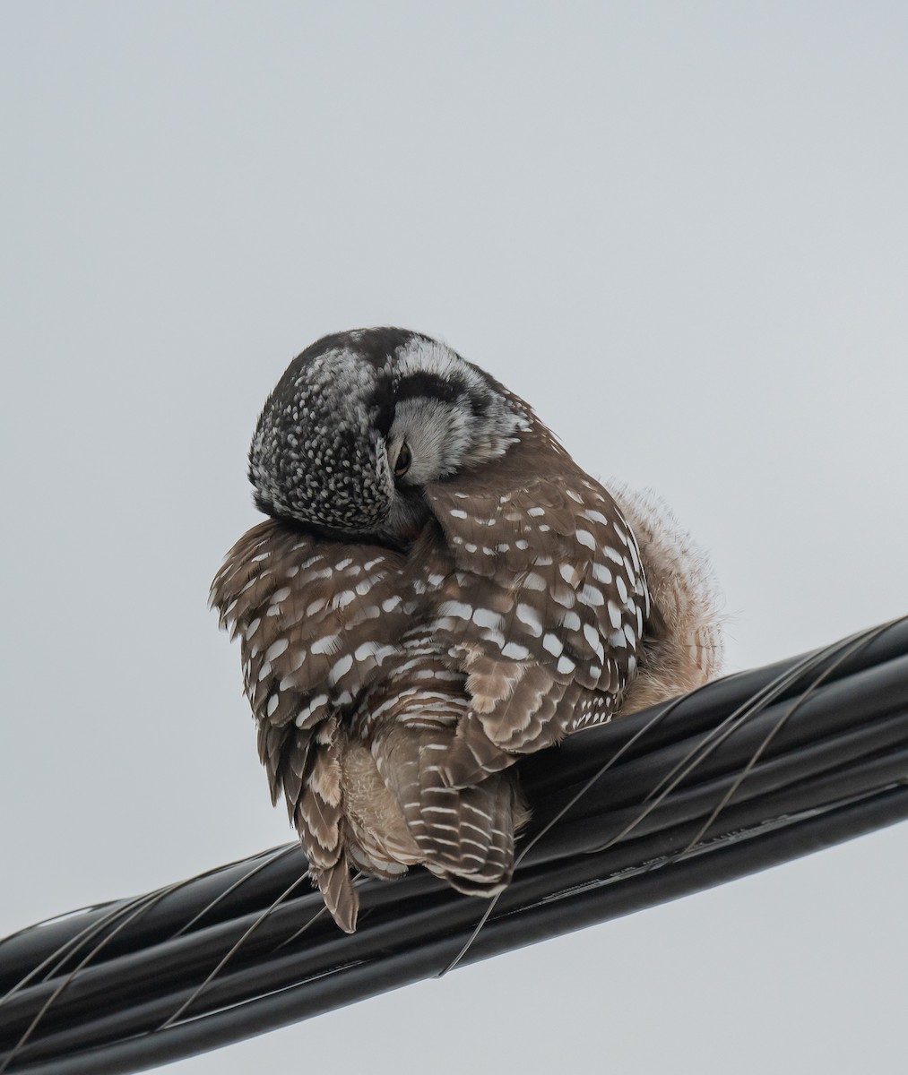 Northern Hawk Owl - ML616371667