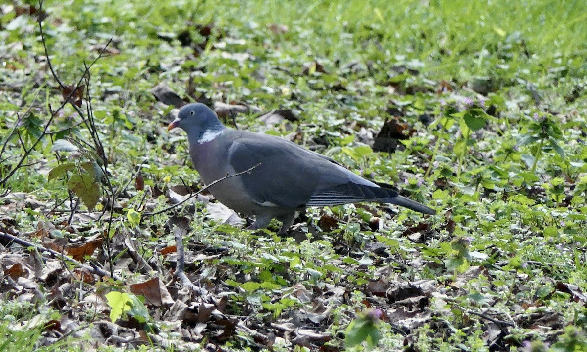 Pigeon ramier - ML616371671