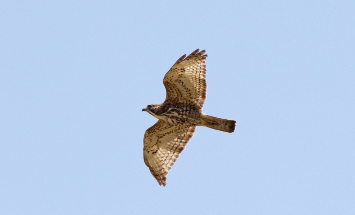 Broad-winged Hawk - Travis Vance