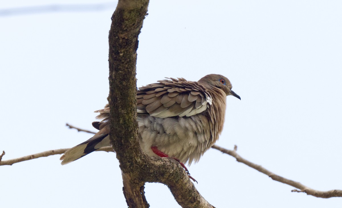 White-winged Dove - Travis Vance