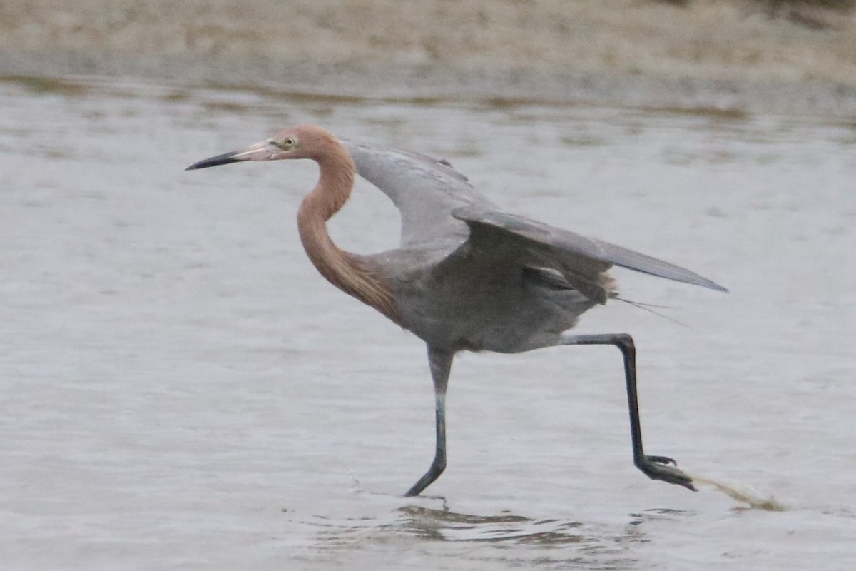 Reddish Egret - ML616371689