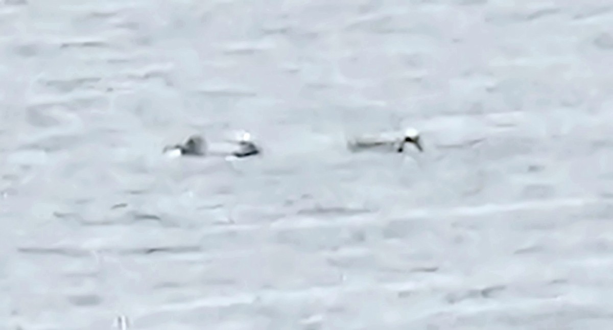 Long-tailed Duck - Rick Koval