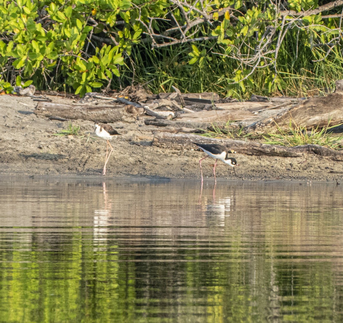 Black-necked Stilt (Black-necked) - ML616371708