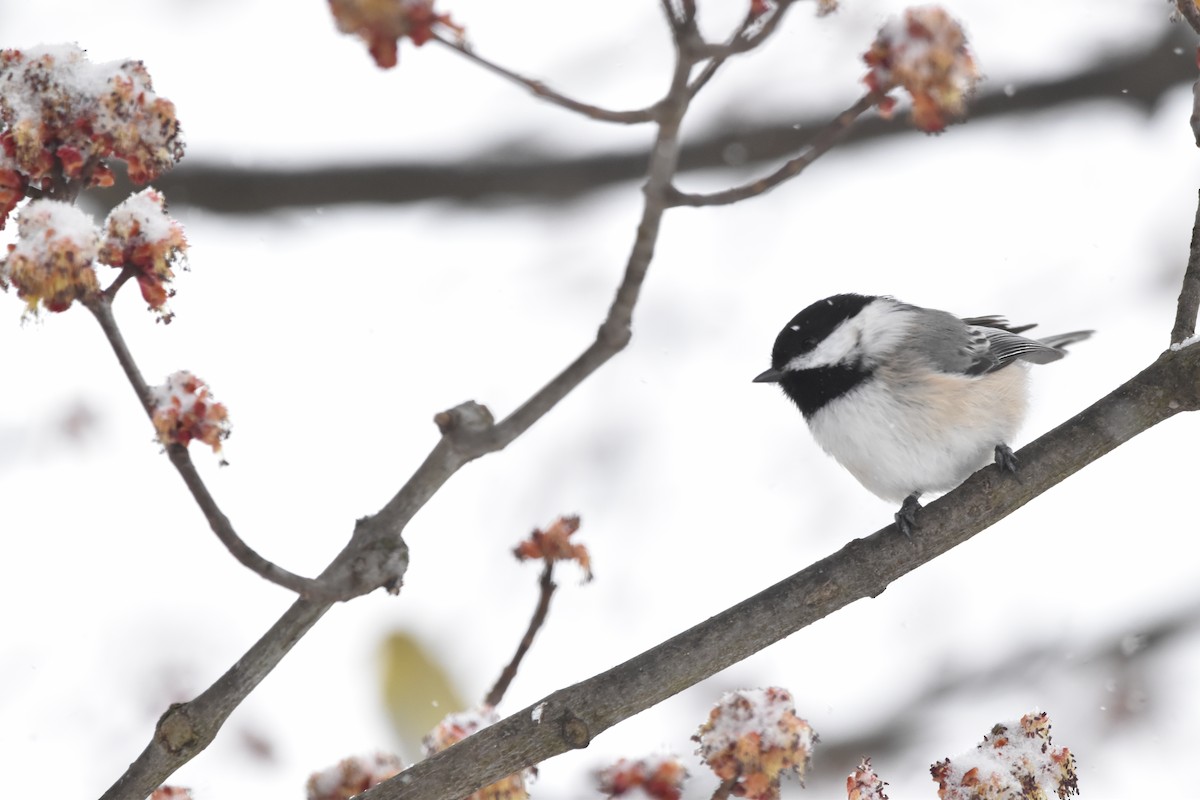 Black-capped Chickadee - ML616371725