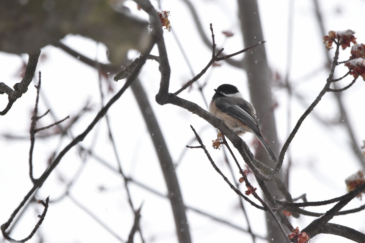 Black-capped Chickadee - ML616371726