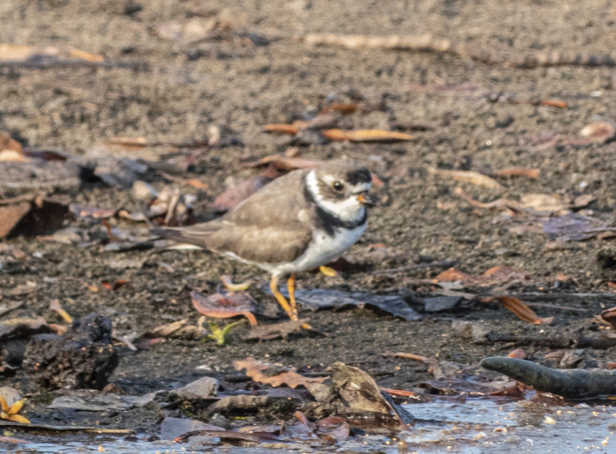 Semipalmated Plover - ML616371736