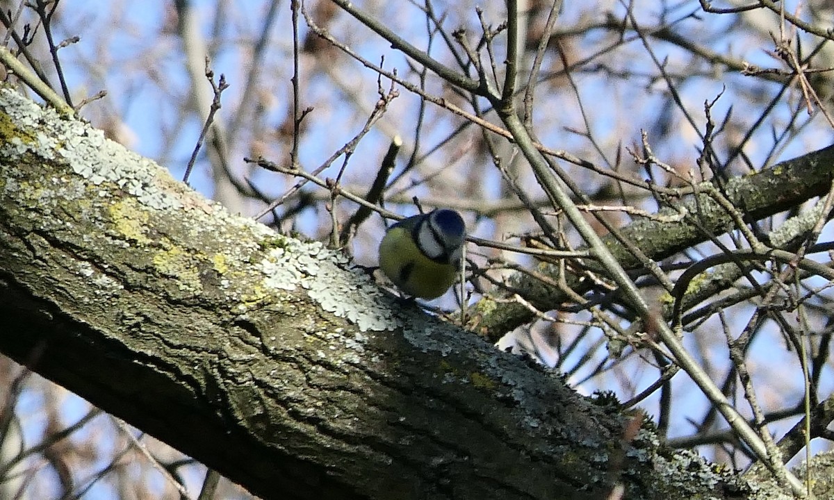 Eurasian Blue Tit - Don Hall