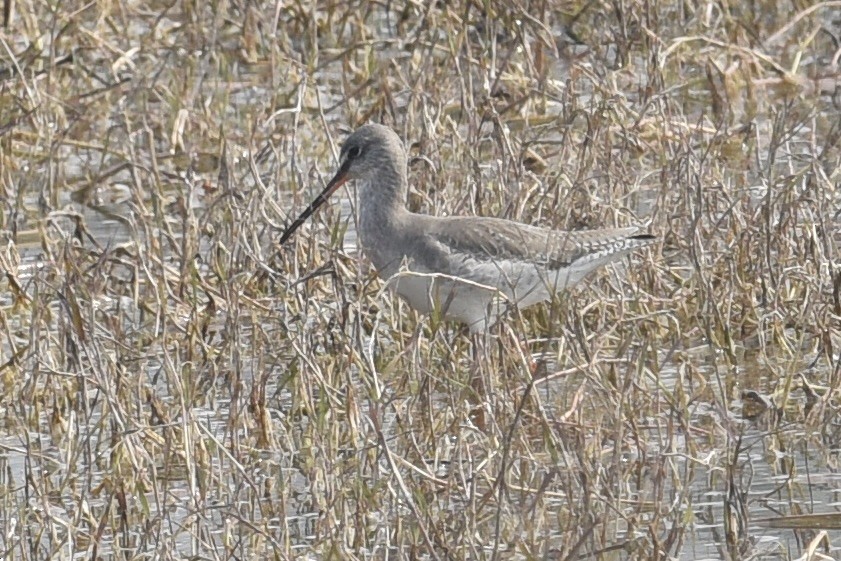 Spotted Redshank - ML616371760