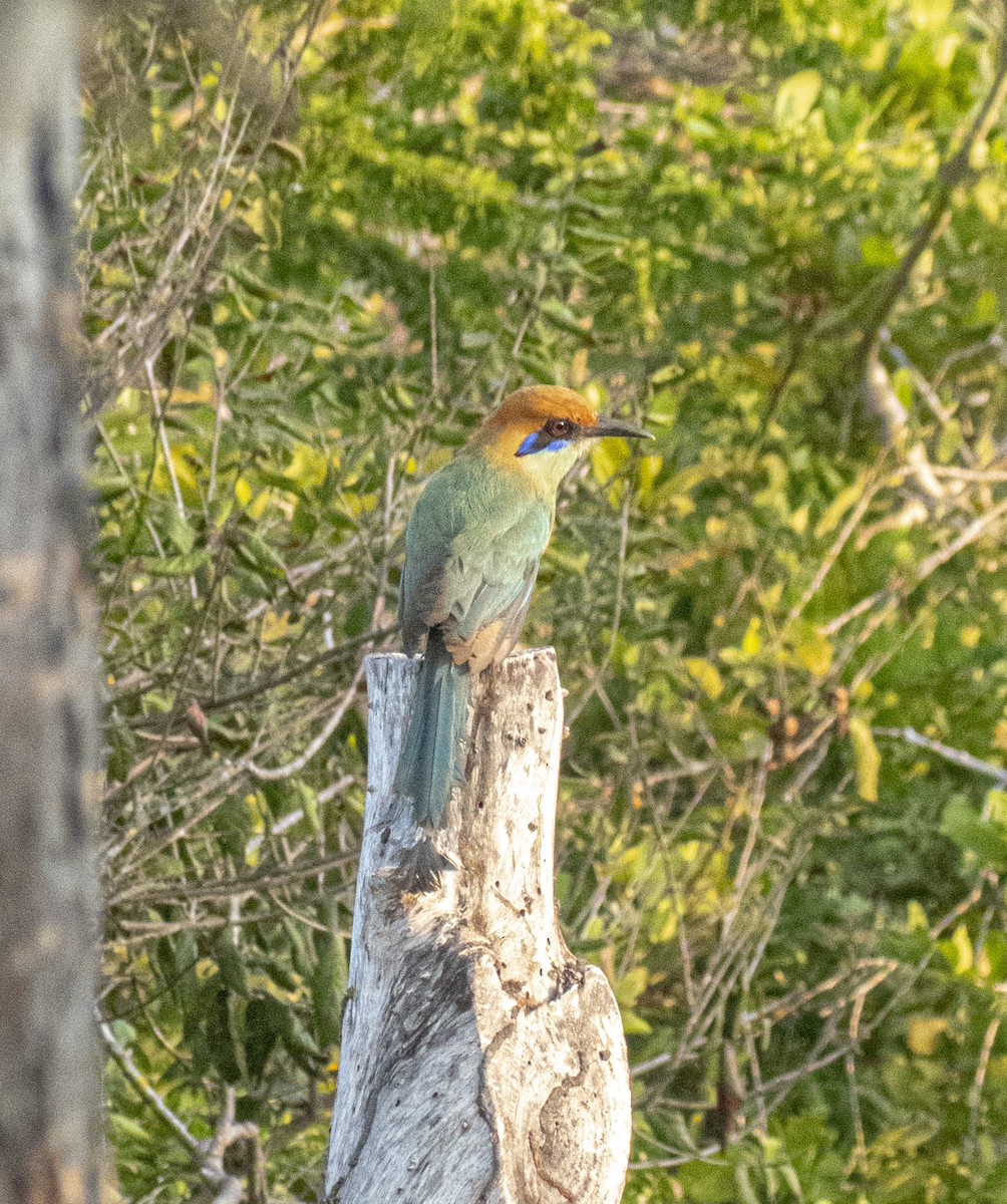 Russet-crowned Motmot - ML616371775