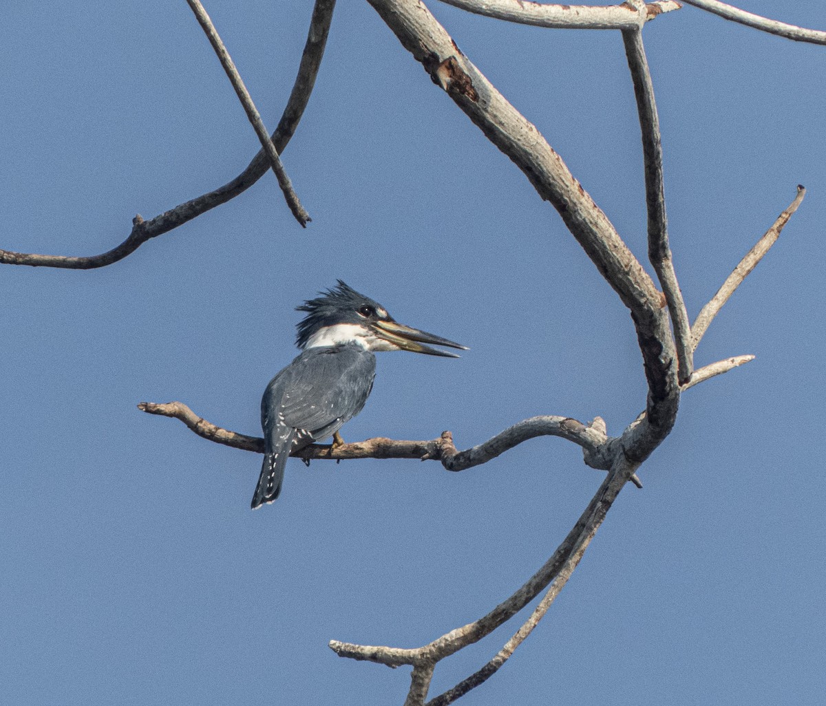 Belted Kingfisher - ML616371782
