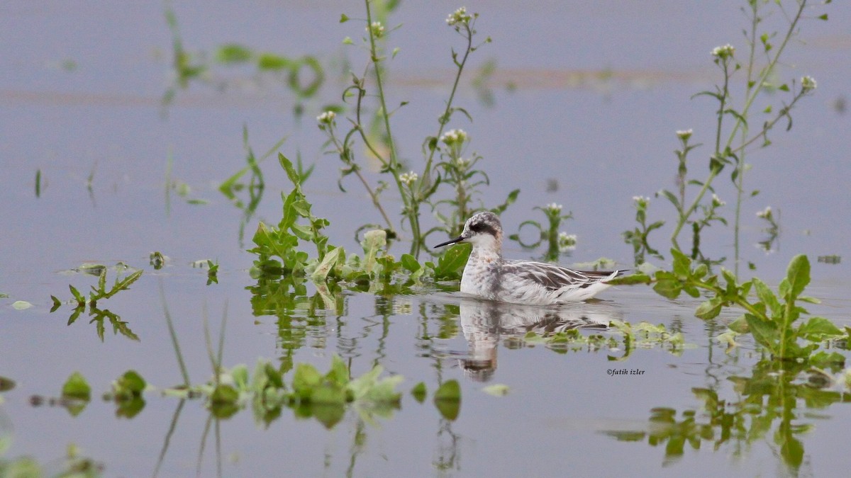 svømmesnipe - ML616371783