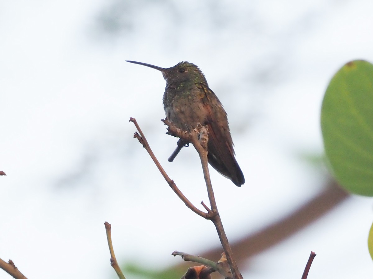 Berylline Hummingbird - ML616371791