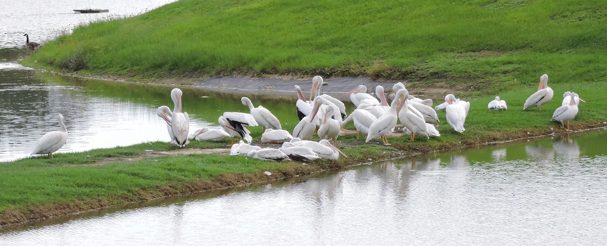 American White Pelican - alice horst