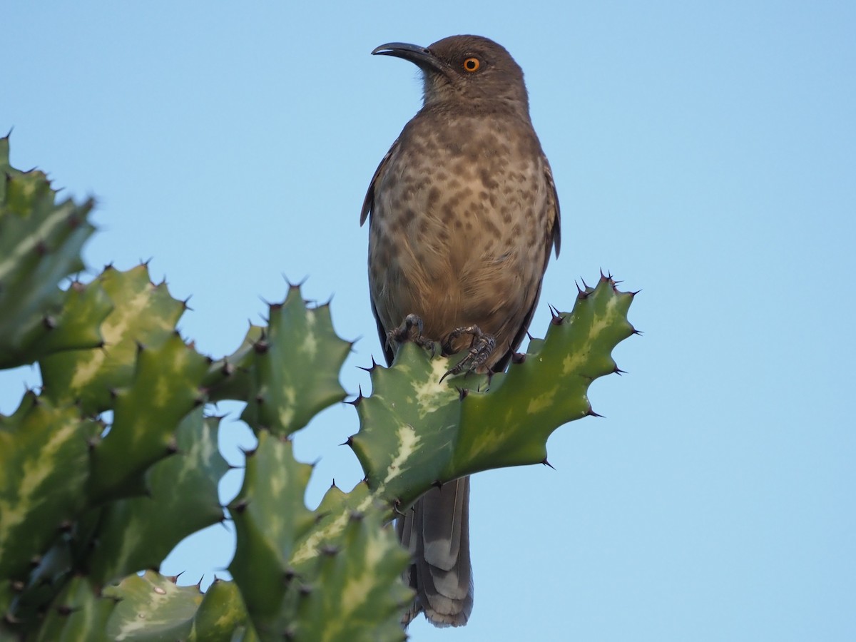 Curve-billed Thrasher - ML616371810