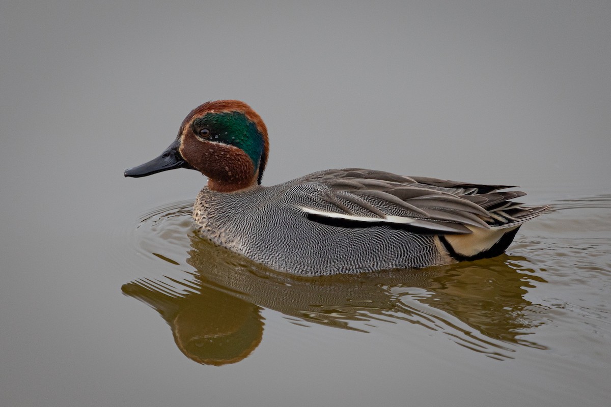 Green-winged Teal - ML616371816