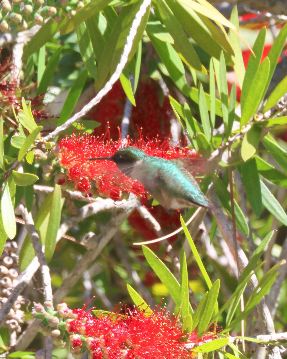 Ruby-throated Hummingbird - ML616371818