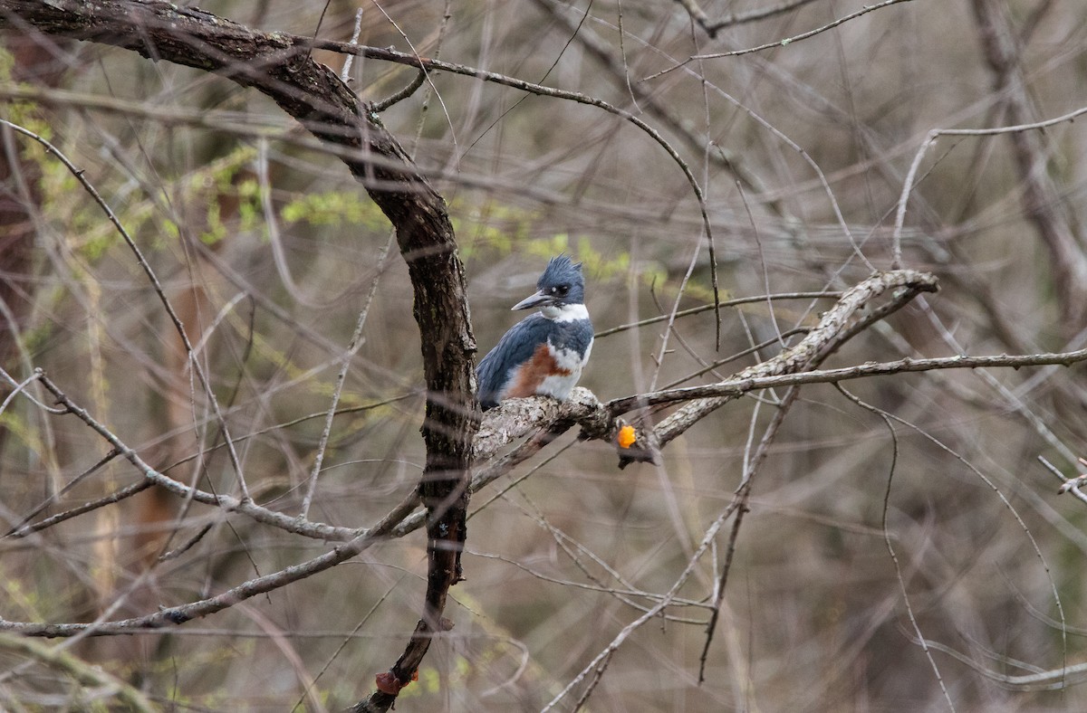 Belted Kingfisher - Chad Meyer