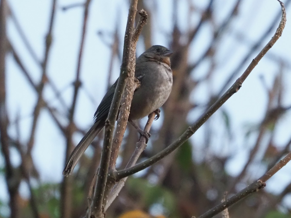 White-throated Towhee - ML616371831