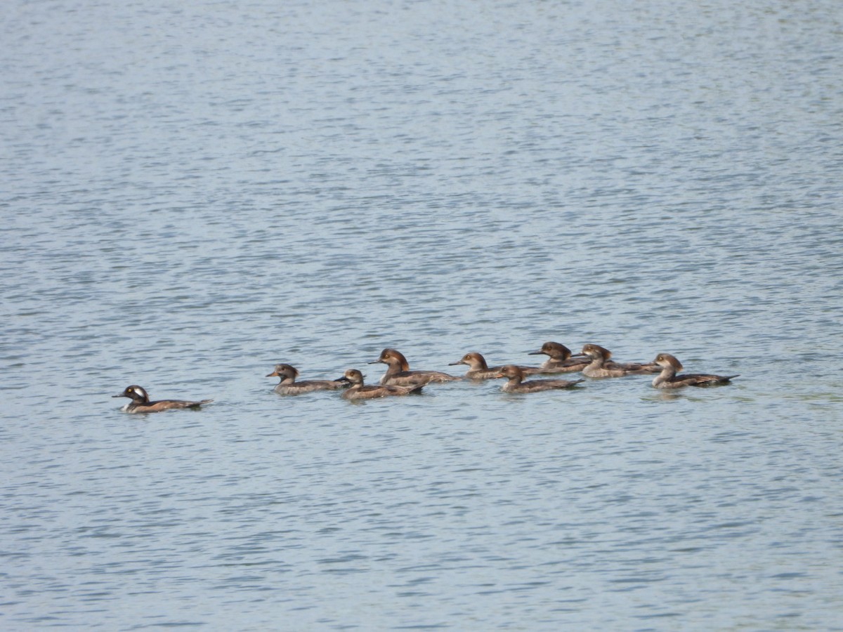 Hooded Merganser - ML616371833