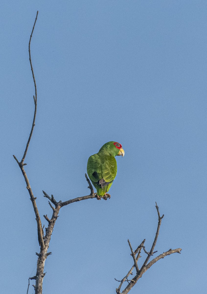White-fronted Parrot - ML616371835