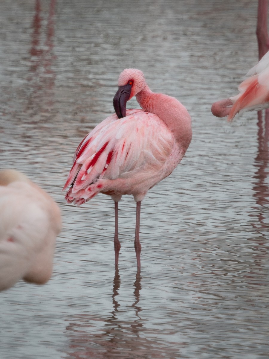 Lesser Flamingo - ML616371838