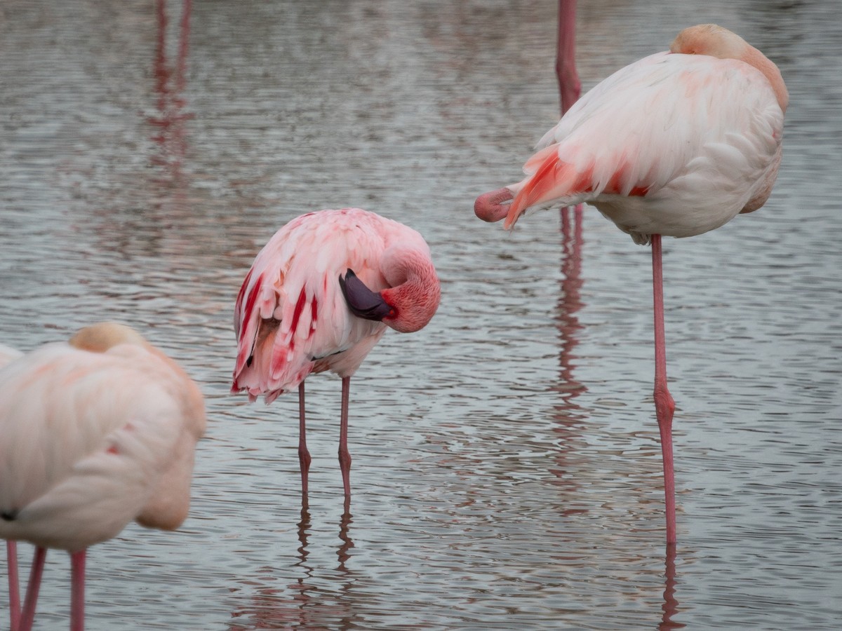 Lesser Flamingo - ML616371840