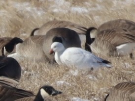 Ross's Goose - Marcel Gagnon