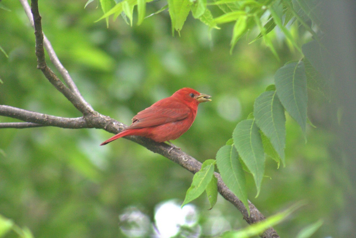 Summer Tanager - Katie Anderson