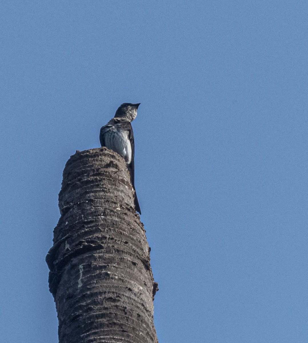 Golondrina de Manglar - ML616371905