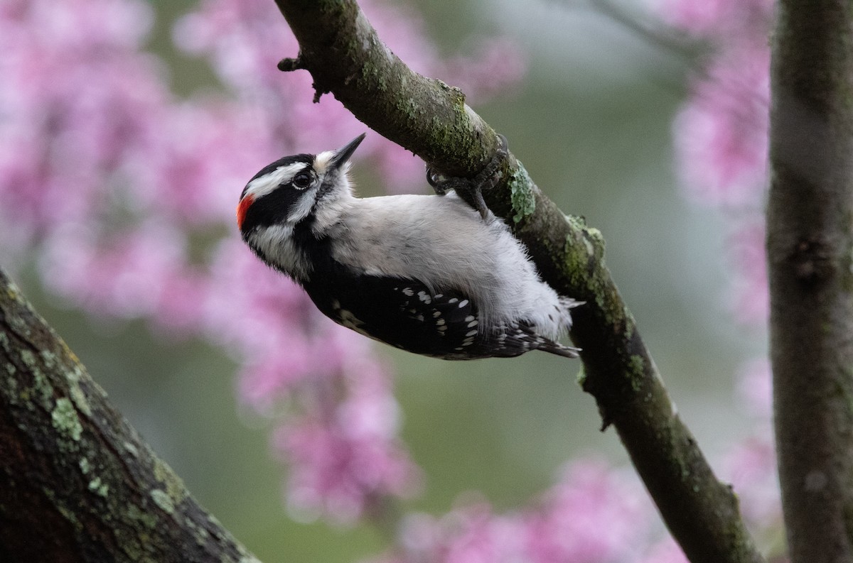 Downy Woodpecker - ML616371912