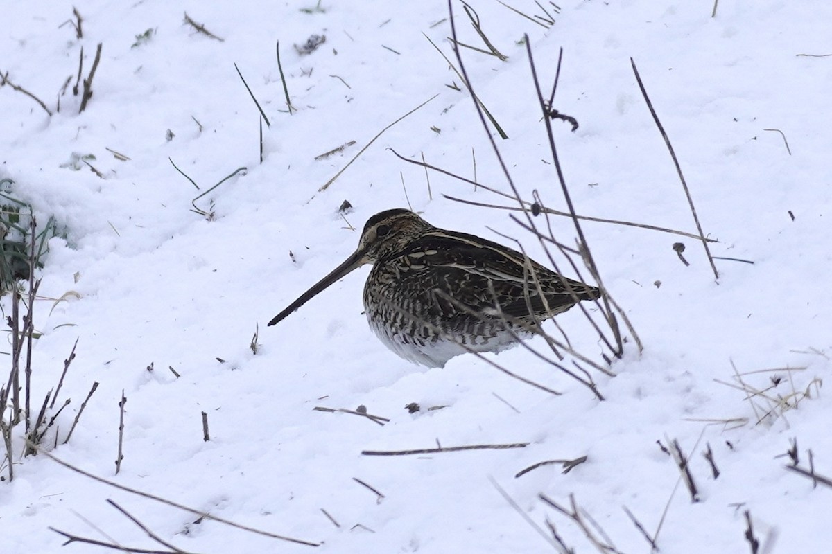 Wilson's Snipe - Terry Bohling