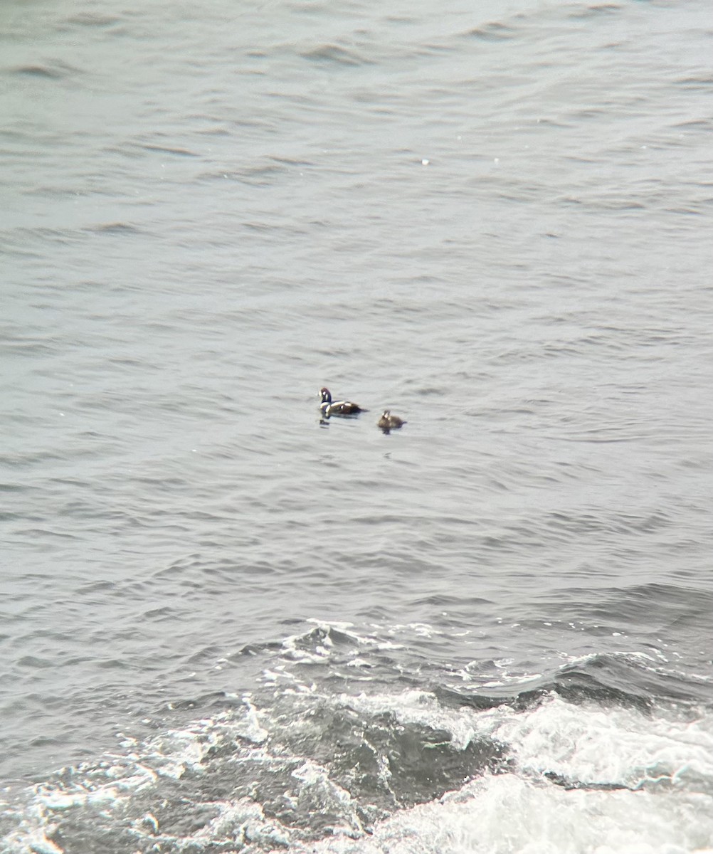 Harlequin Duck - ML616371970