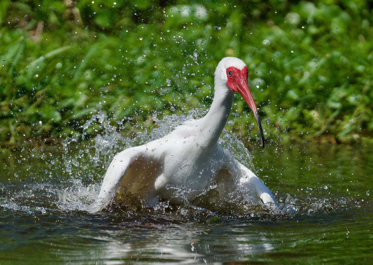 White Ibis - ML616372032