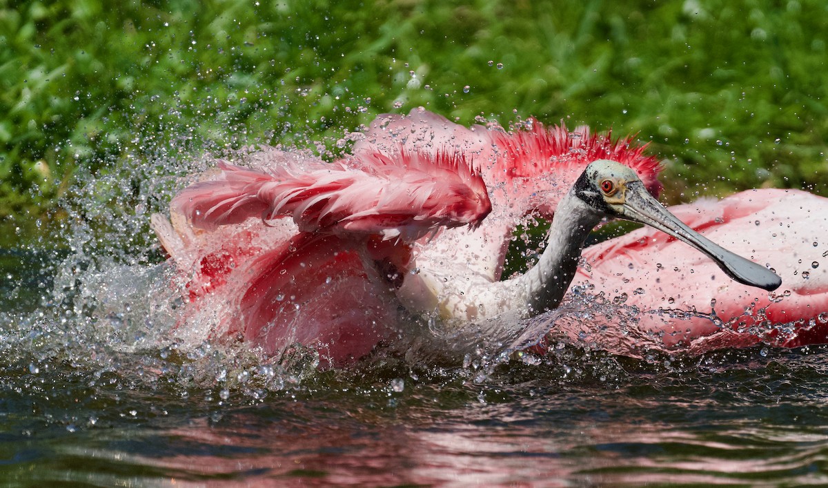 Roseate Spoonbill - ML616372041