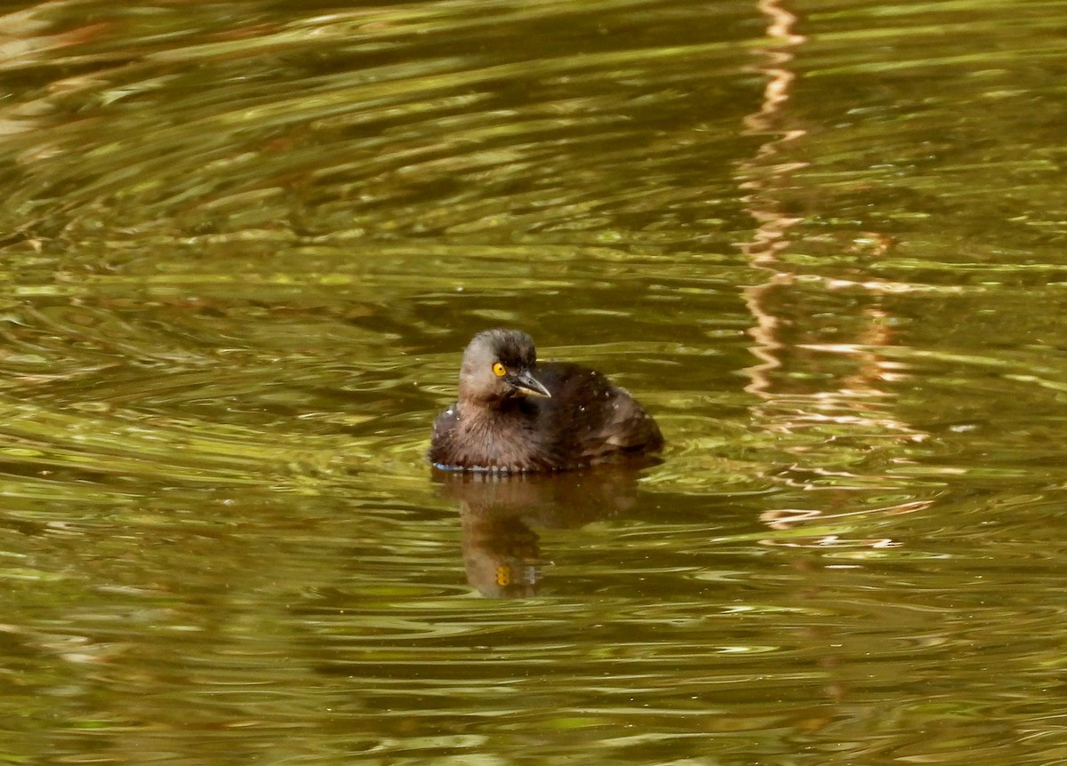 Least Grebe - ML616372082