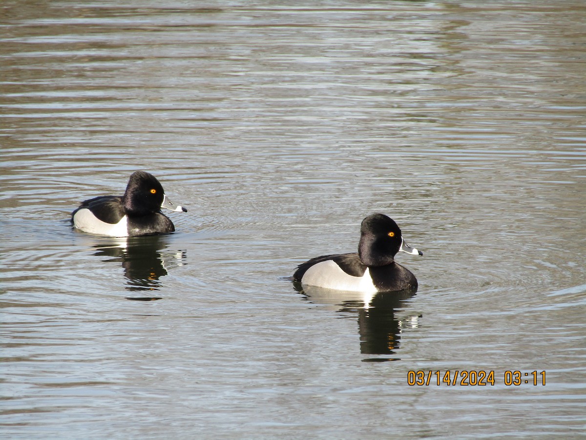 Ring-necked Duck - ML616372093