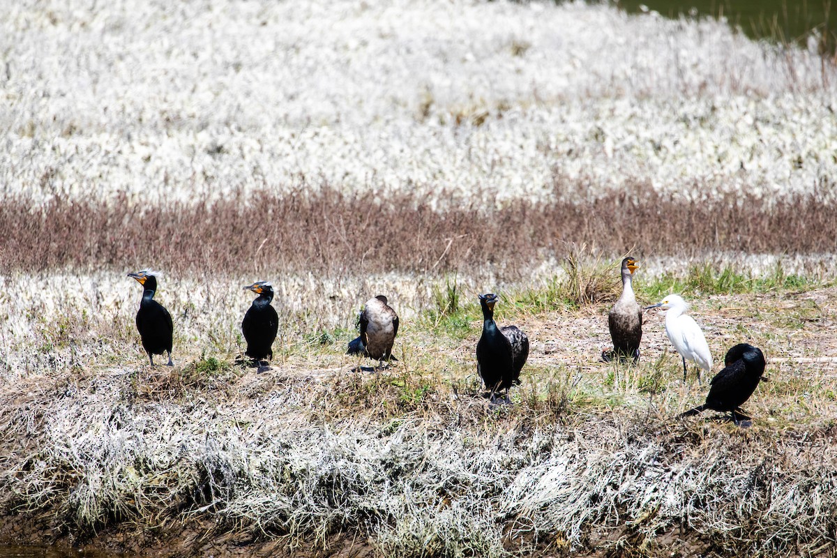 Cormoran à aigrettes - ML616372118